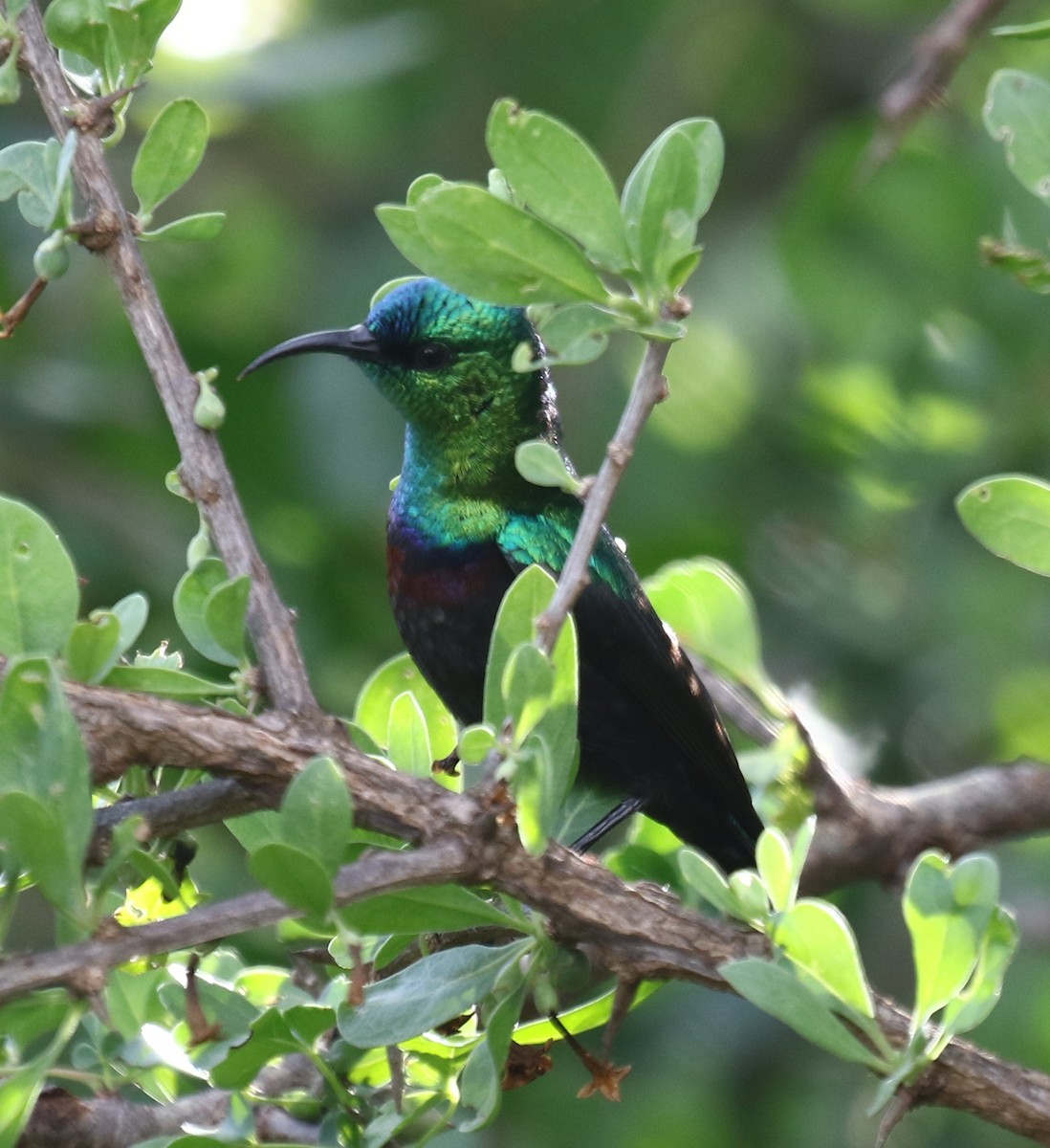 Souimanga du Marico - ML77080691