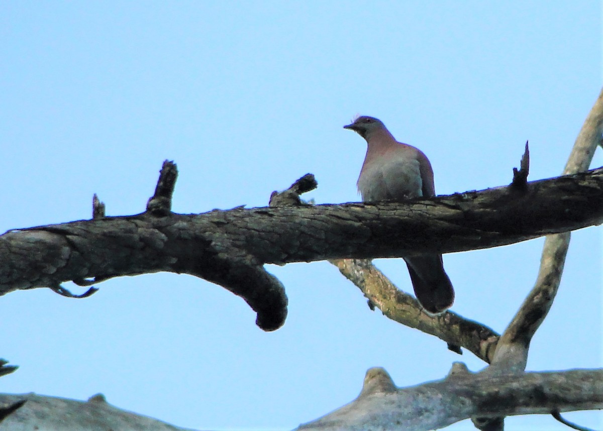 Pale-vented Pigeon - Carlos Otávio Gussoni