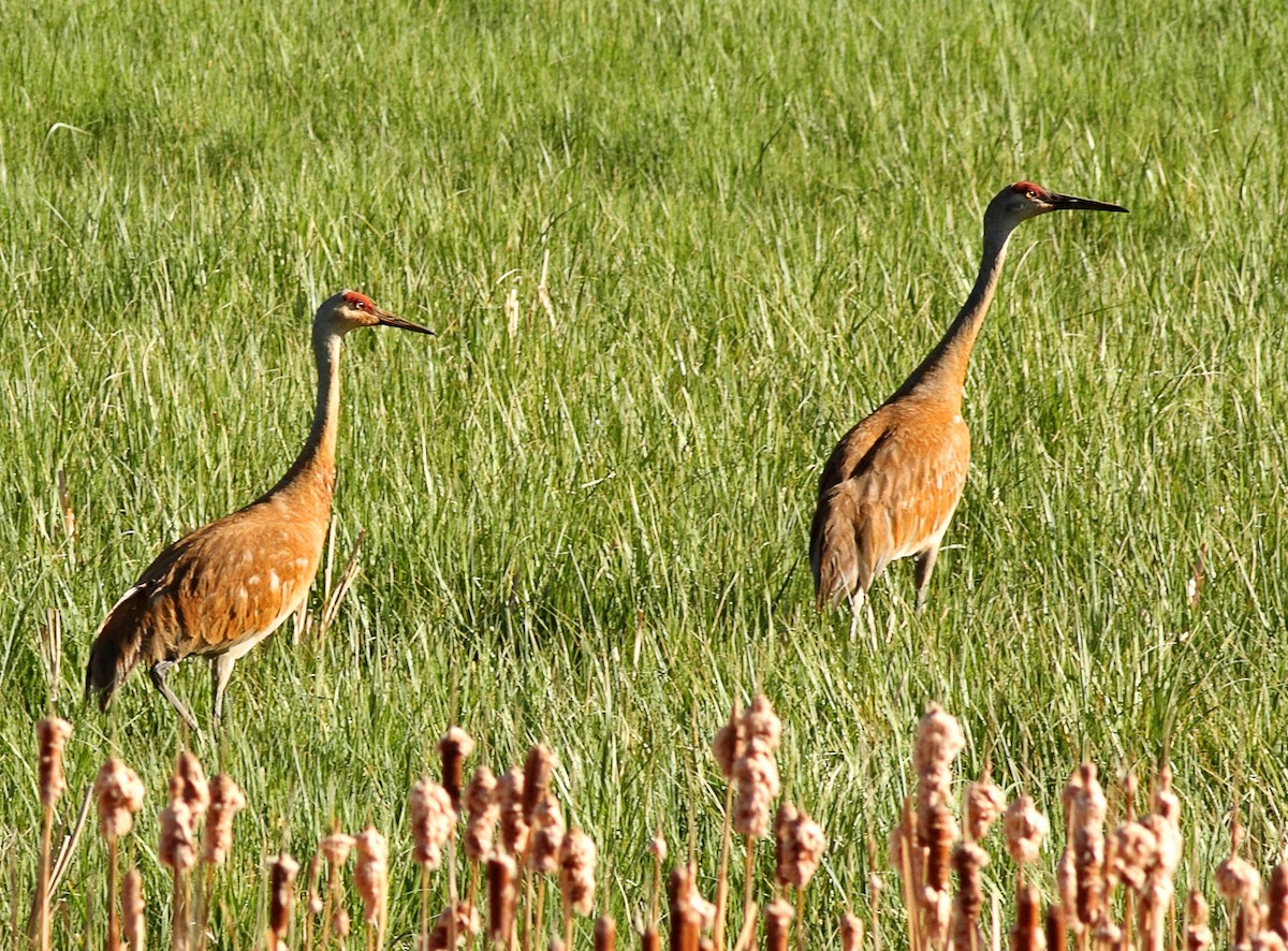 Sandhill Crane - ML77081781