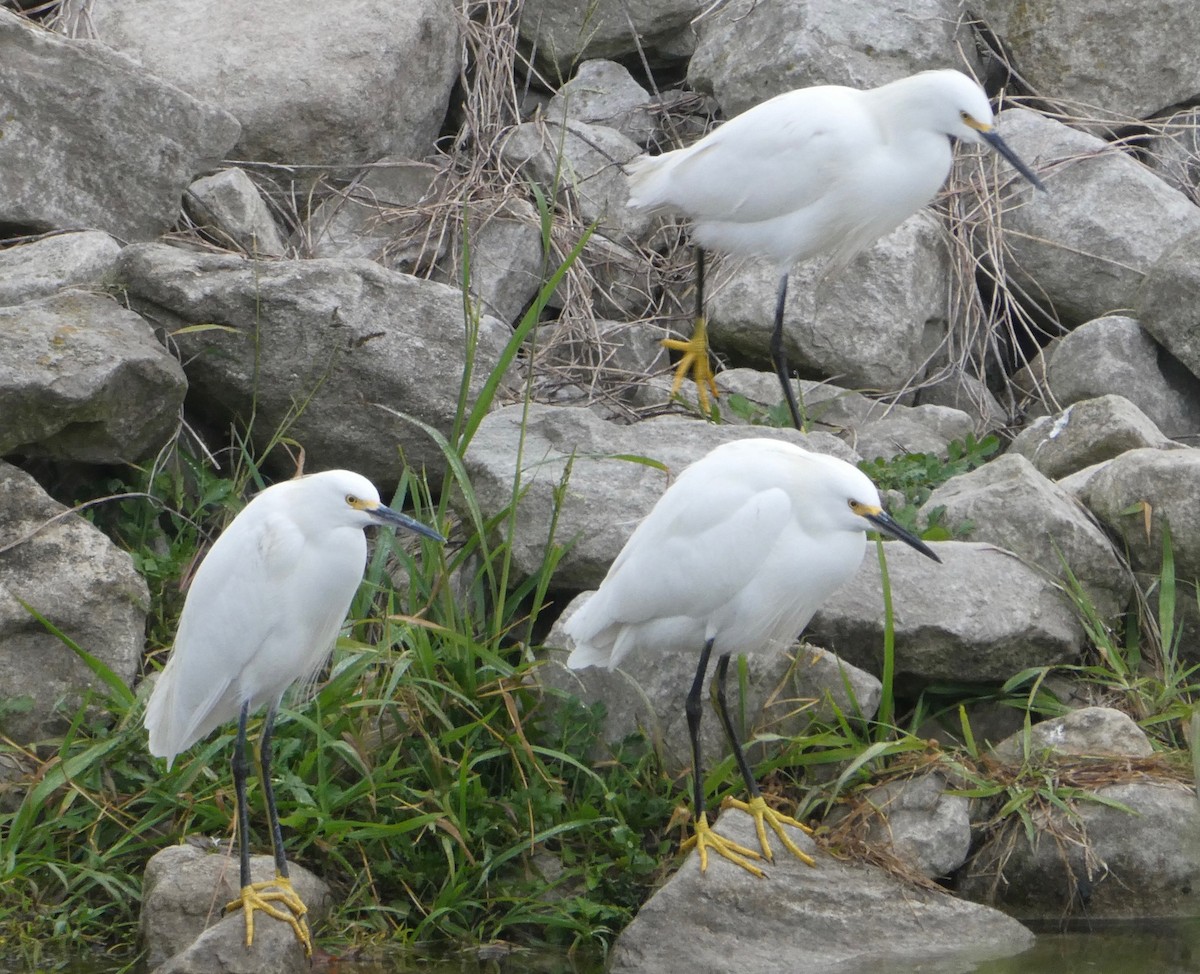 Snowy Egret - Gary Byerly