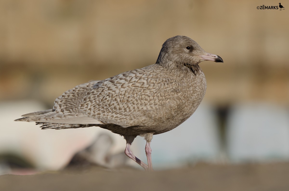Glaucous Gull - José Marques