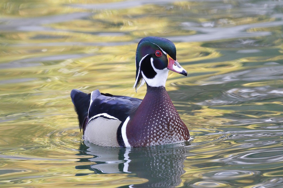 Wood Duck - ML77082871