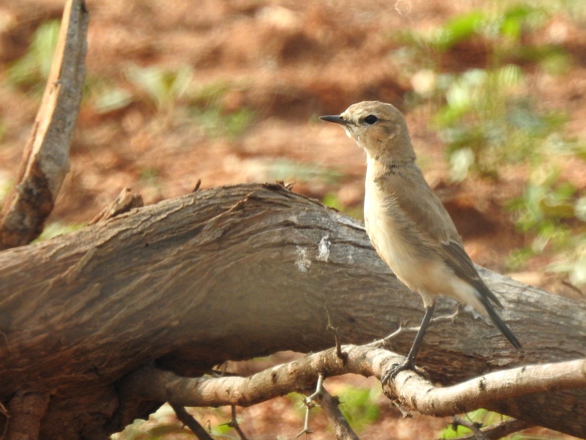 Isabelline Wheatear - ML77084161