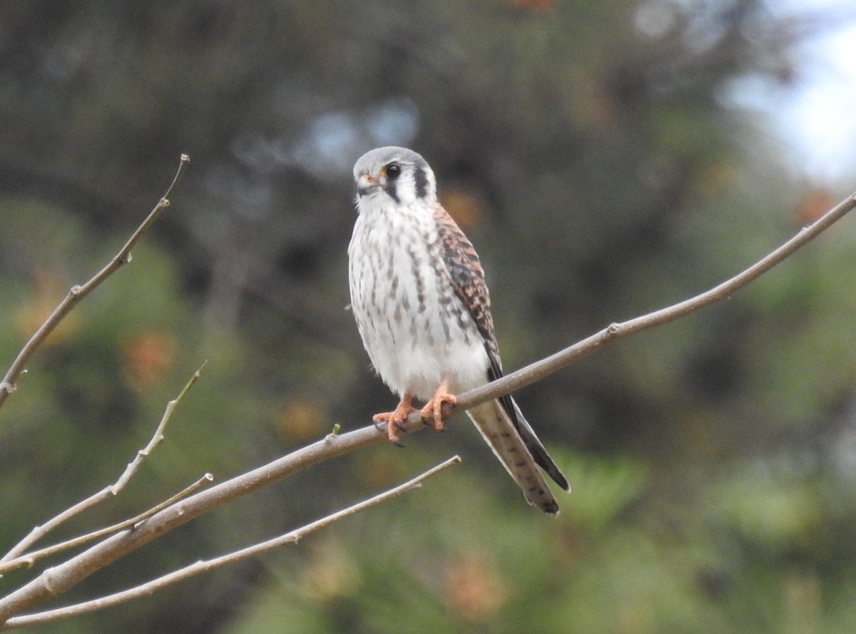 American Kestrel - Francisco Dubón