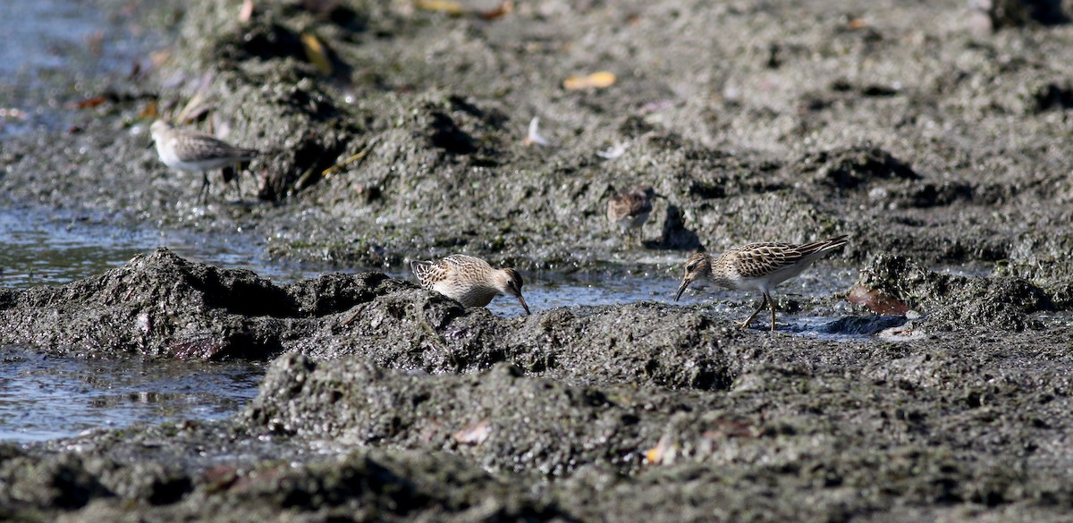 Pectoral Sandpiper - Jay McGowan