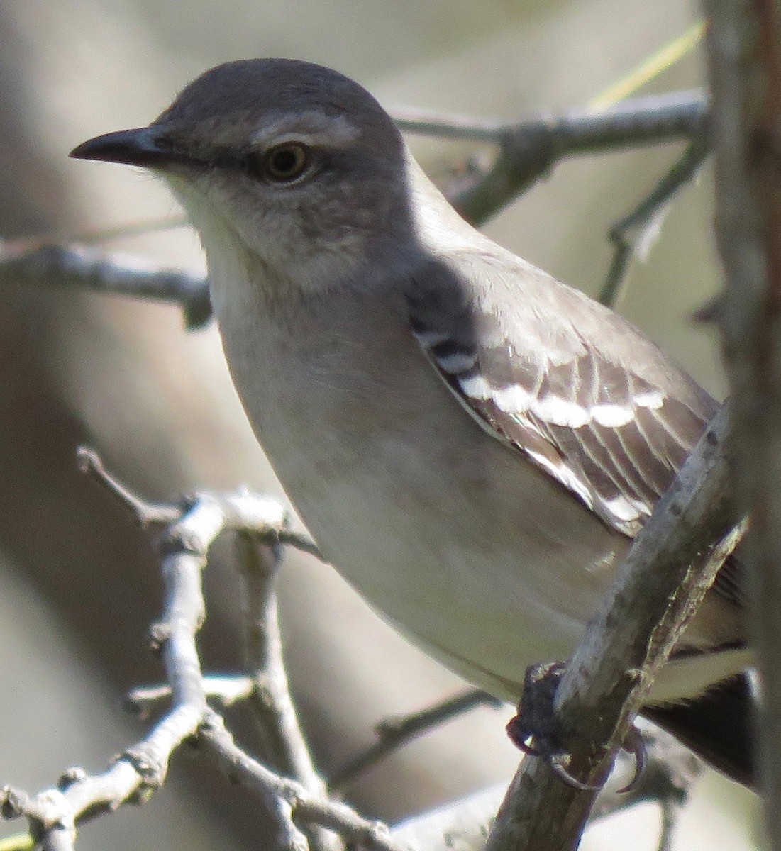 Northern Mockingbird - ML77087621