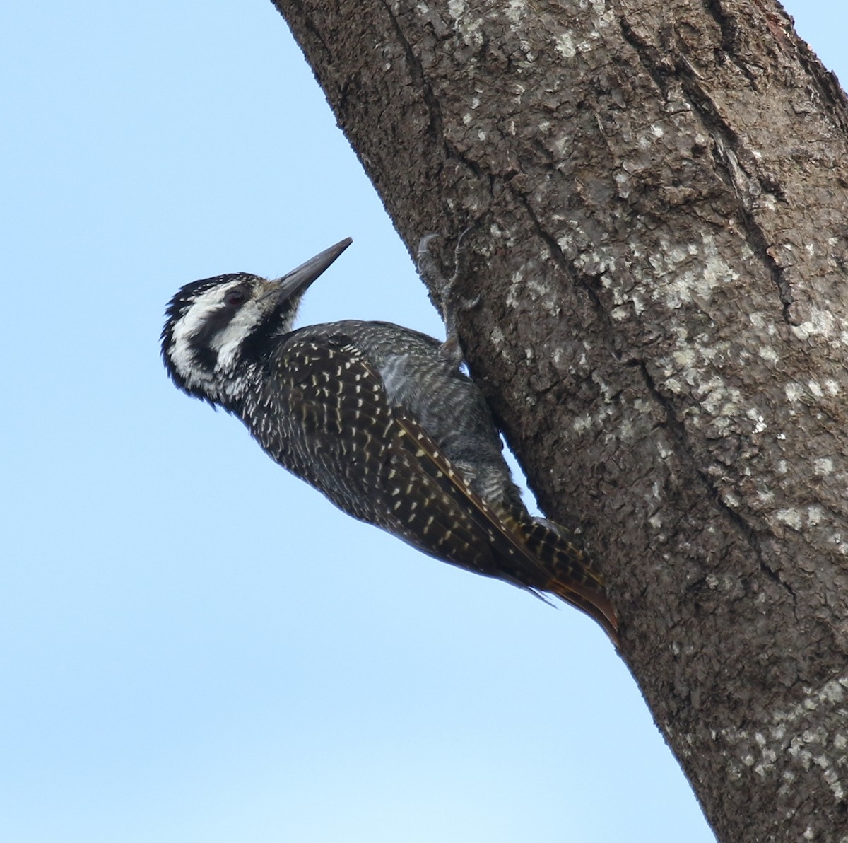 Bearded Woodpecker - Bassel Abi Jummaa