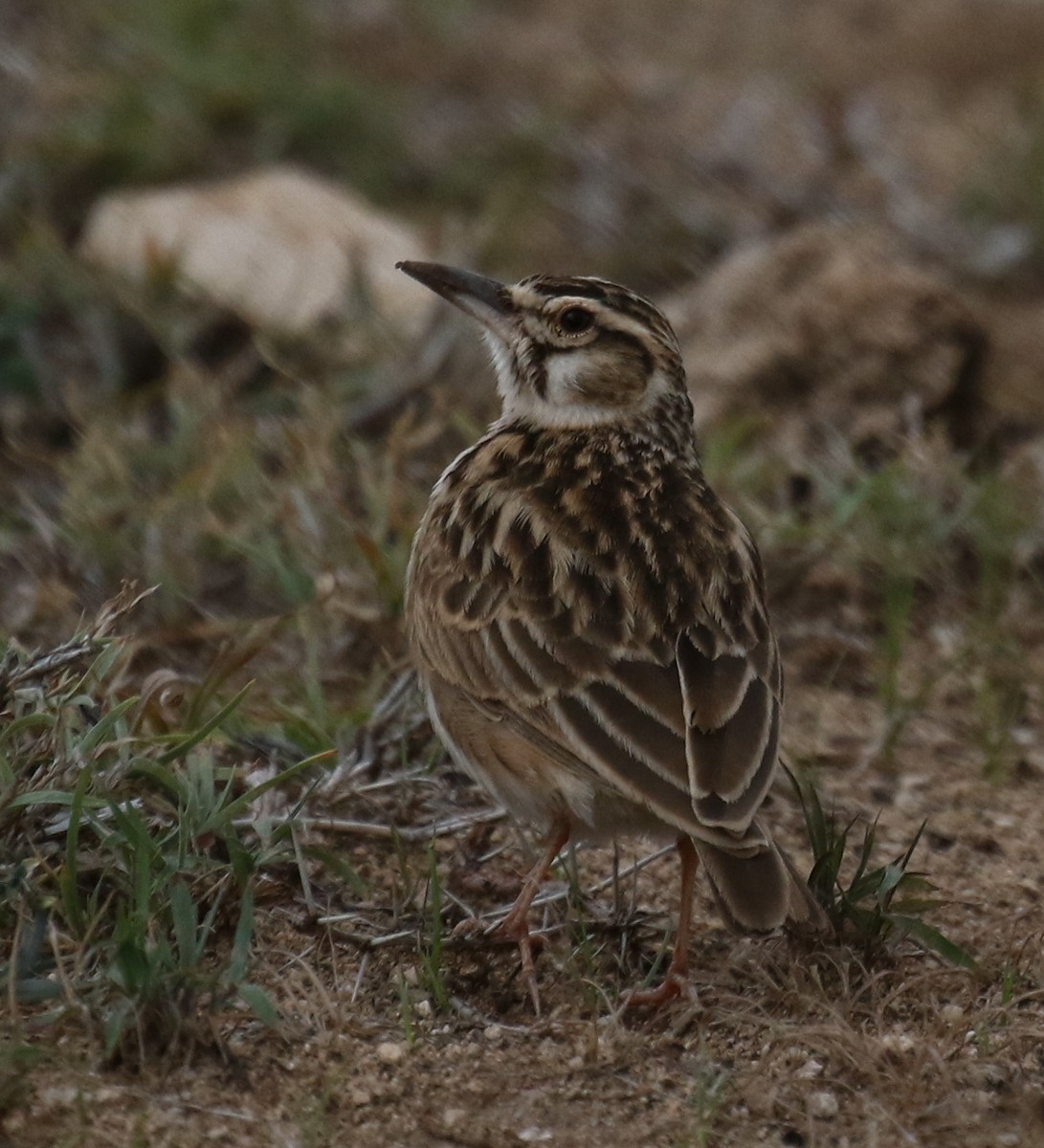 Short-tailed Lark - Bassel Abi Jummaa