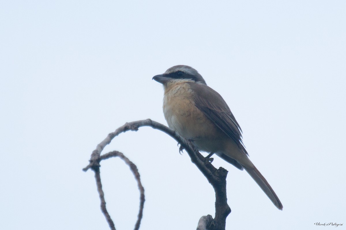 Brown Shrike - ML77089171