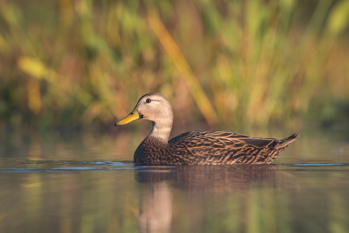 Mottled Duck - ML77091701