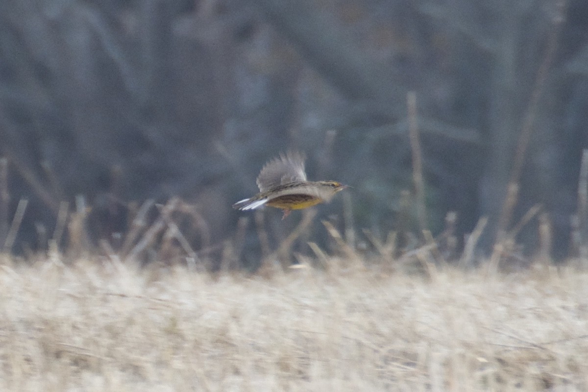 Eastern Meadowlark - ML77092941