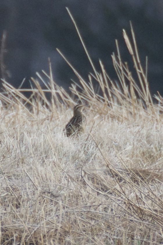 Eastern Meadowlark - ML77092951