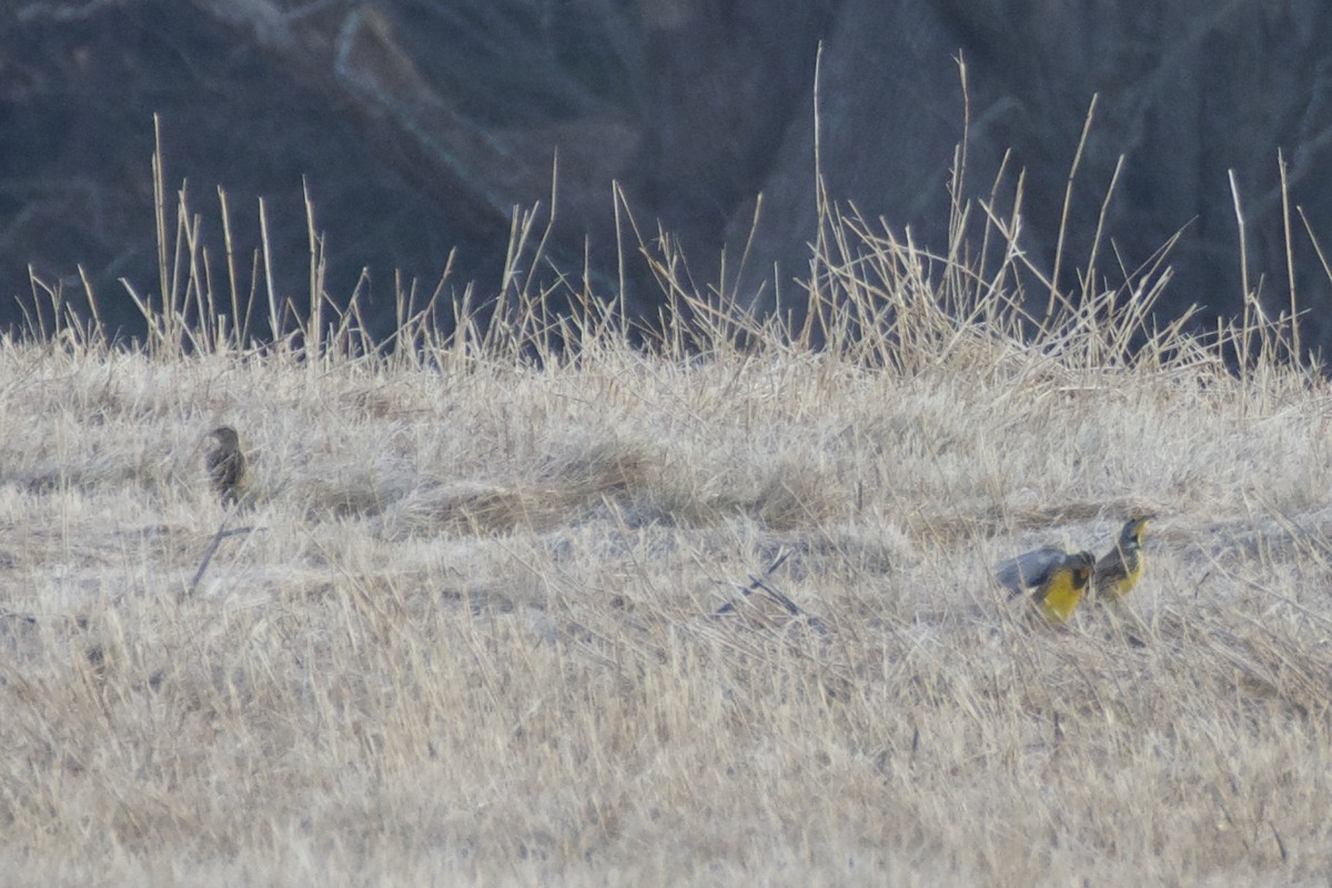 Eastern Meadowlark - ML77092961