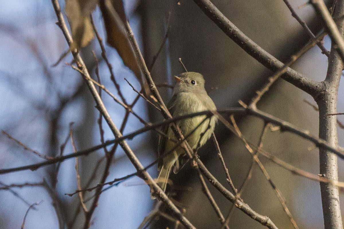 Hammond's Flycatcher - Kenny Younger