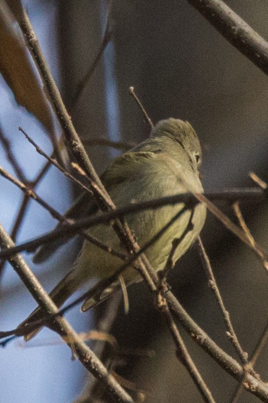 Hammond's Flycatcher - ML77094281