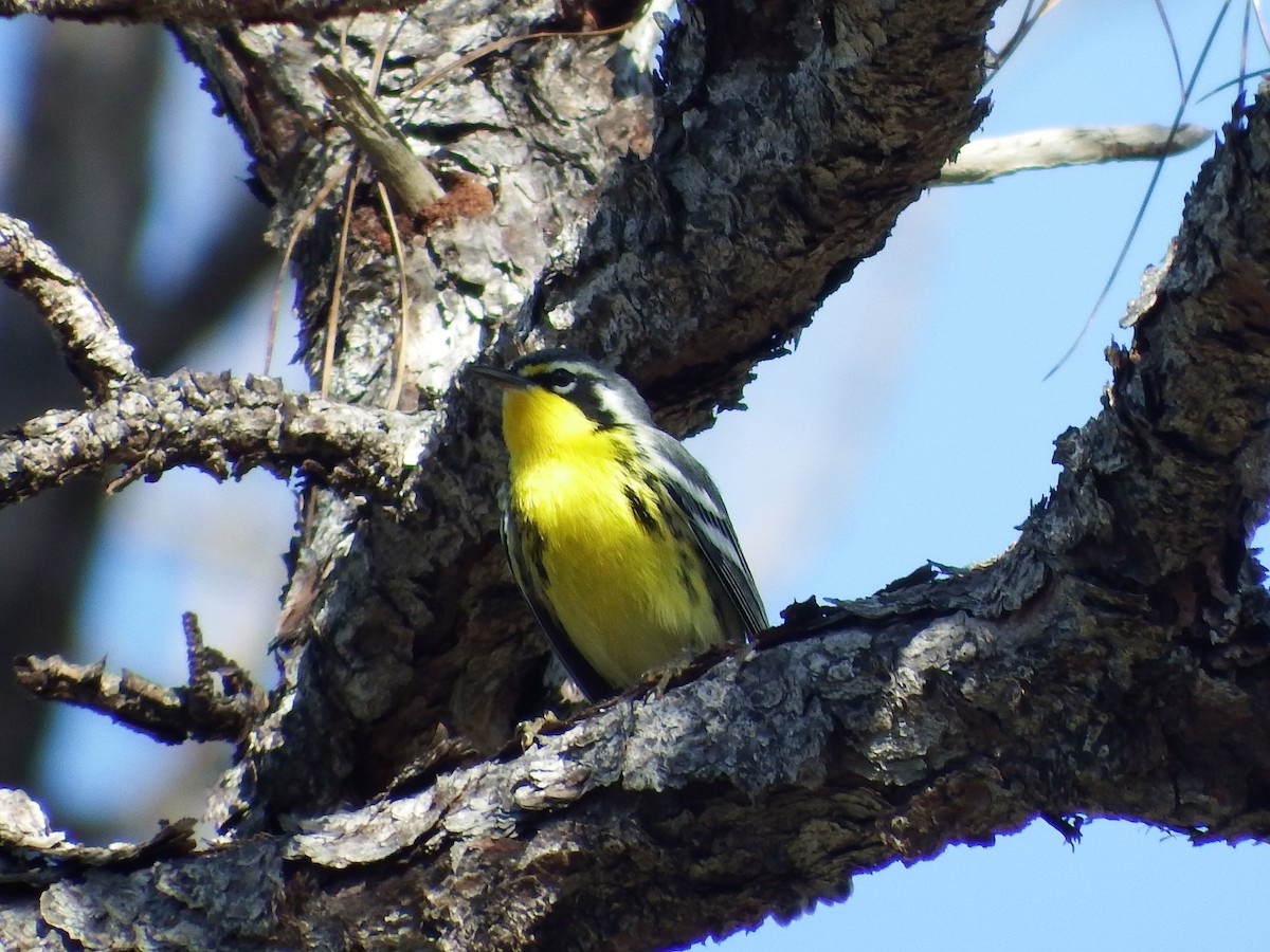 Bahama Warbler - ML77095881