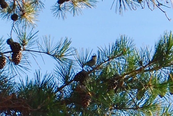 Brown-headed Nuthatch - Kelly Krechmer