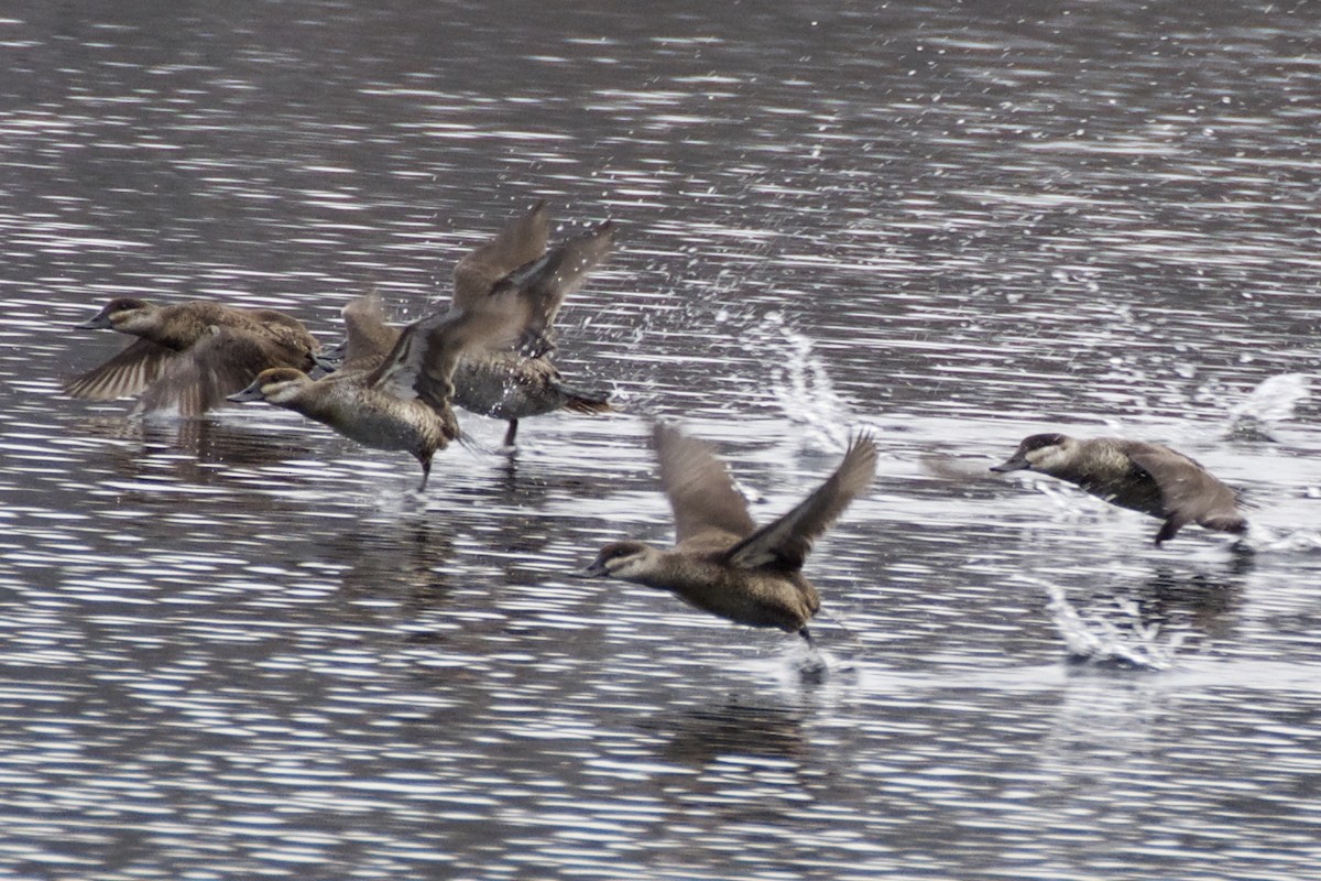 Ruddy Duck - ML77096331