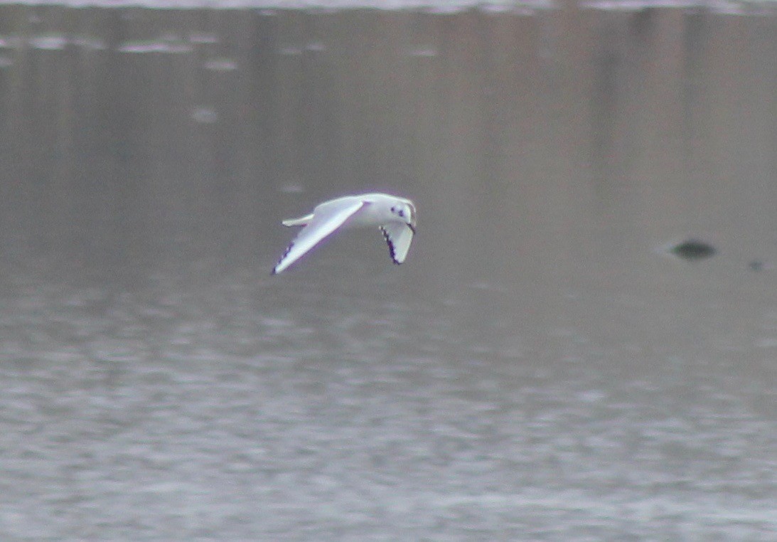 Bonaparte's Gull - ML77096401