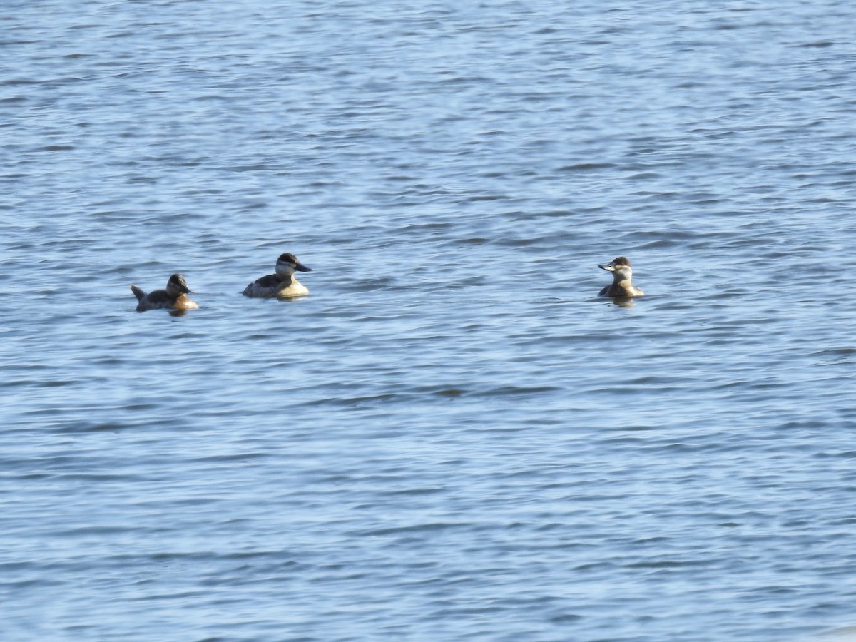 Ruddy Duck - ML77099531