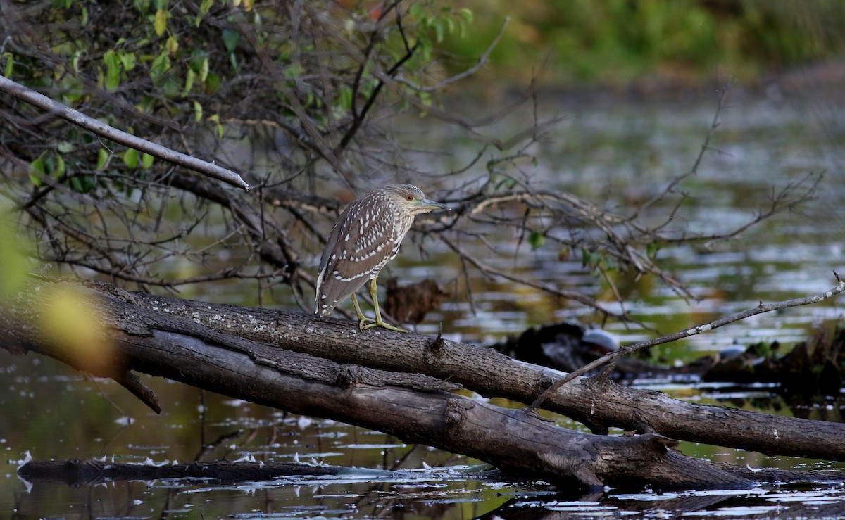 Black-crowned Night Heron - Jay McGowan