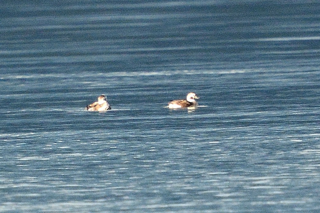 Long-tailed Duck - ML77107281