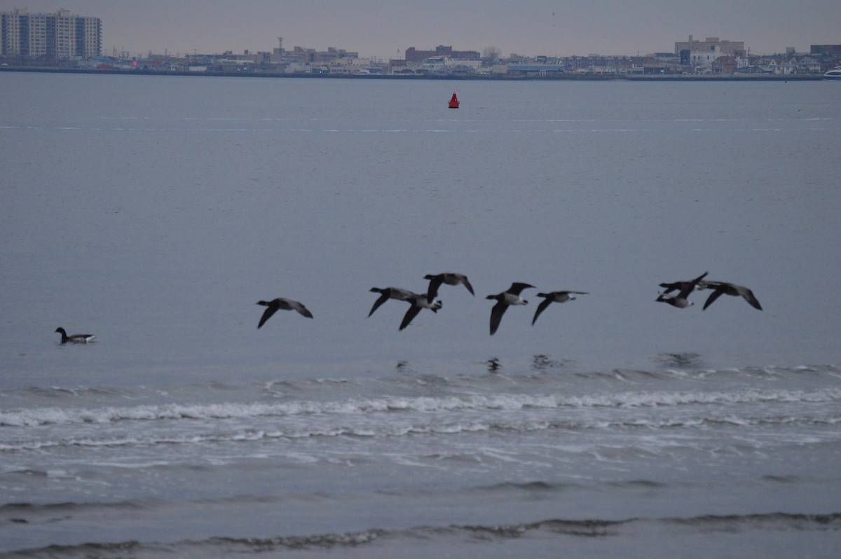 Brant - ML77107501