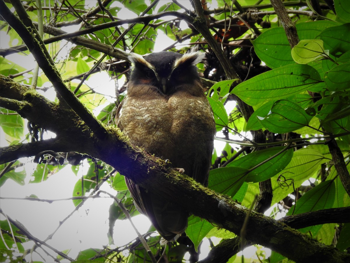 Crested Owl - Mercedes Alpizar