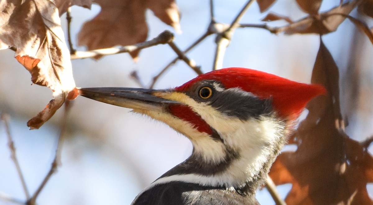 Pileated Woodpecker - Paul Clifford