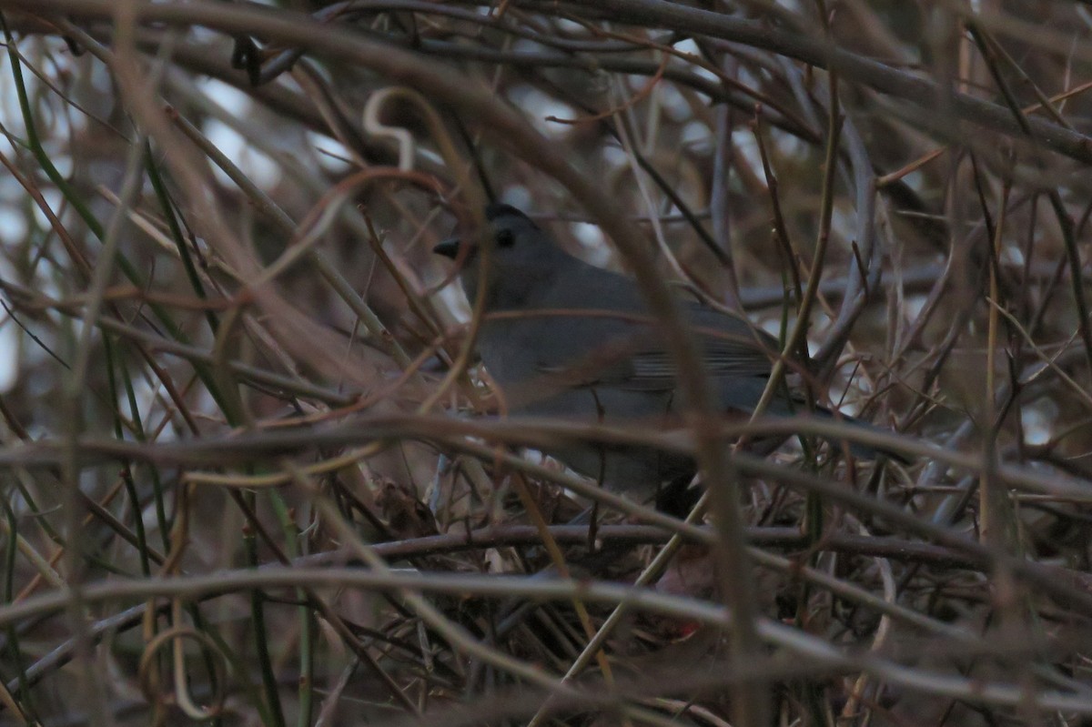 Gray Catbird - ML77112771