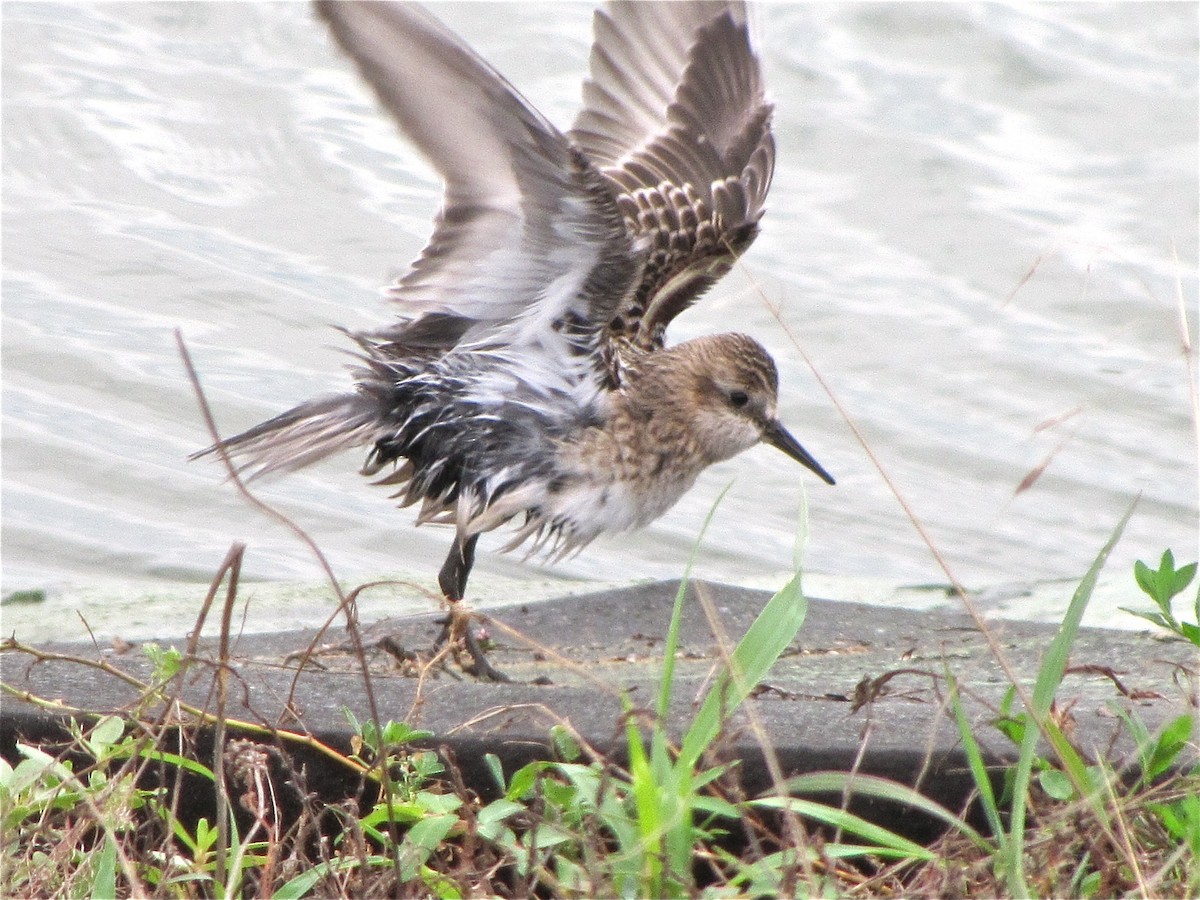 Baird's Sandpiper - Benjamin Murphy