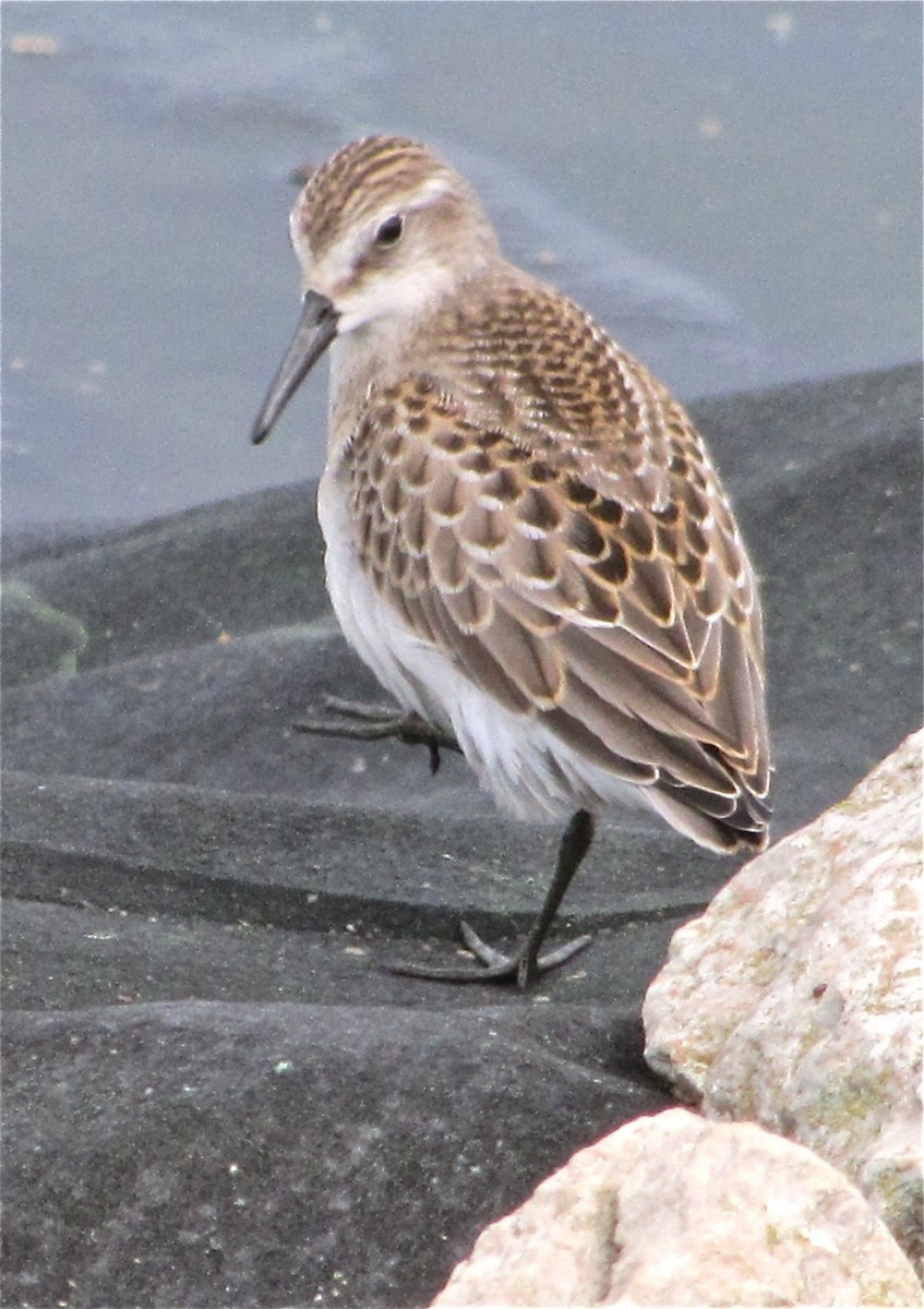 Semipalmated Sandpiper - ML77114841