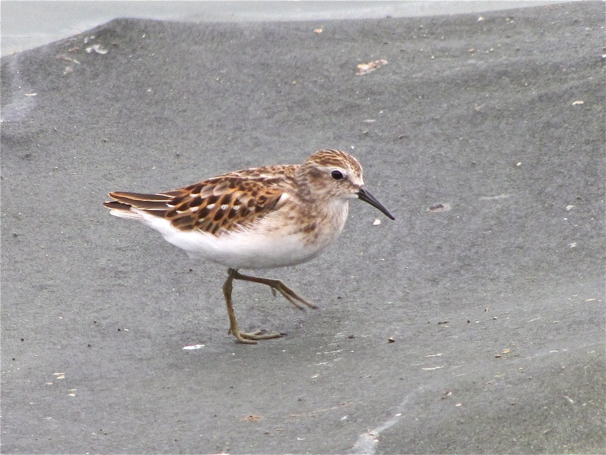 Least Sandpiper - ML77115931