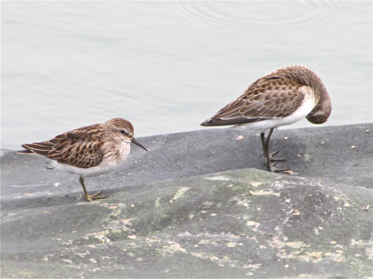 Least Sandpiper - ML77116051