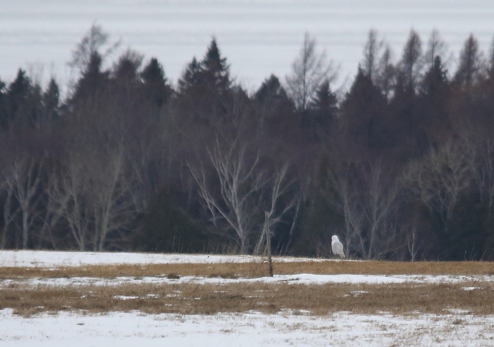 Snowy Owl - ML77118221