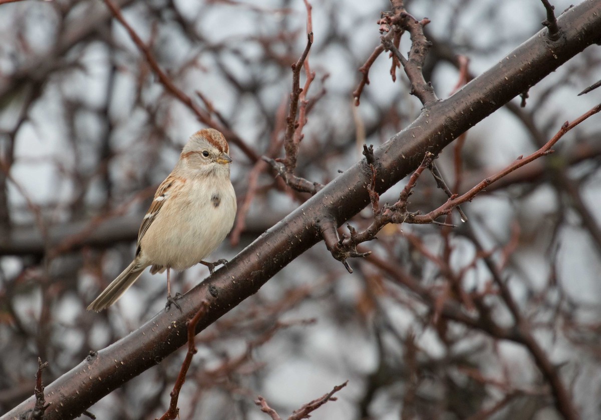 American Tree Sparrow - Braden Collard