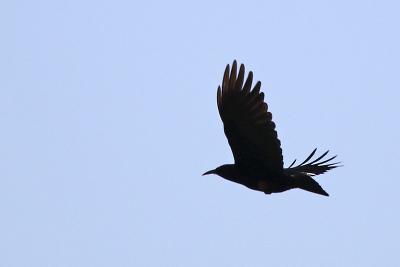 Red-billed Chough - ML77119421