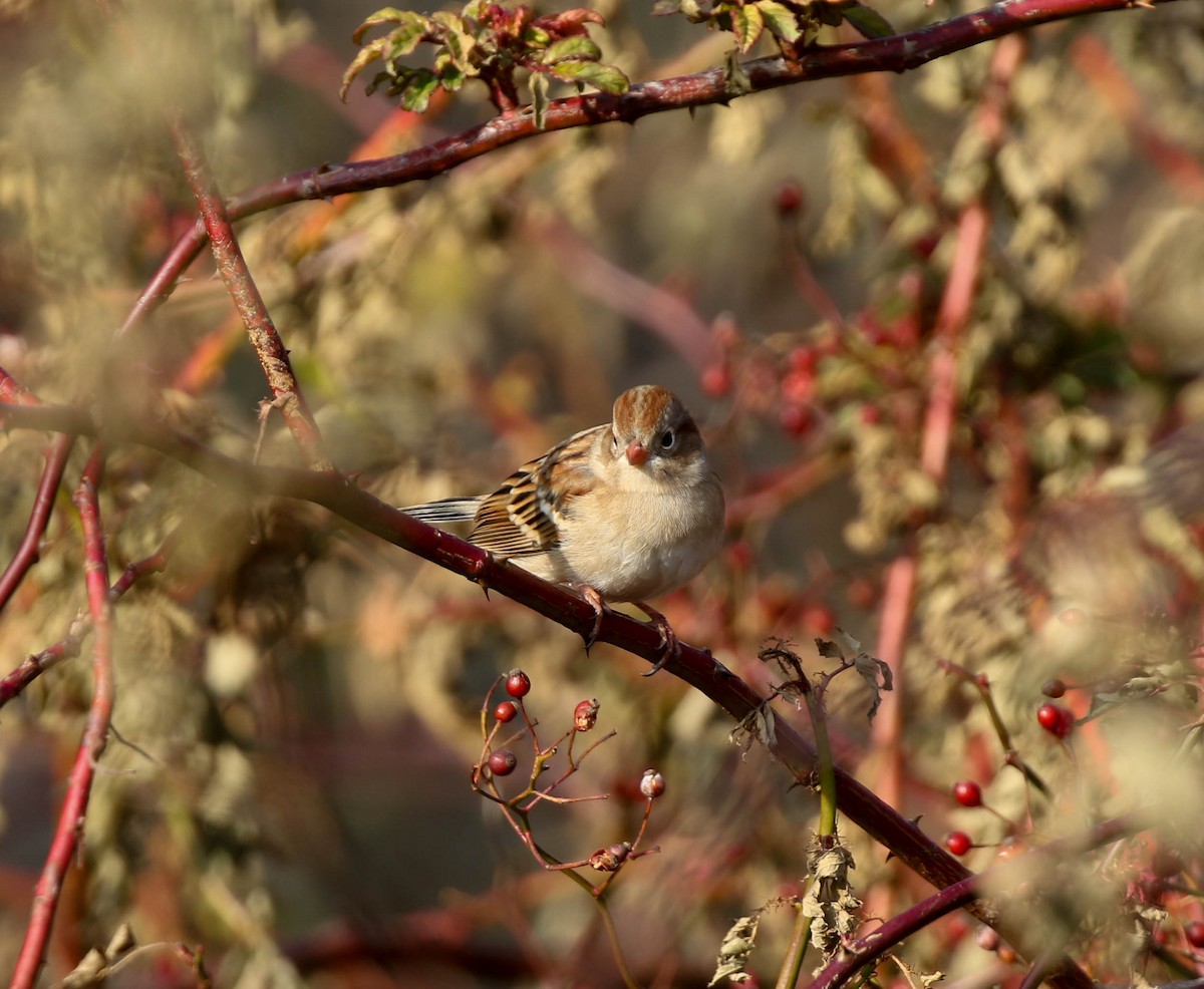 Field Sparrow - Christopher McPherson