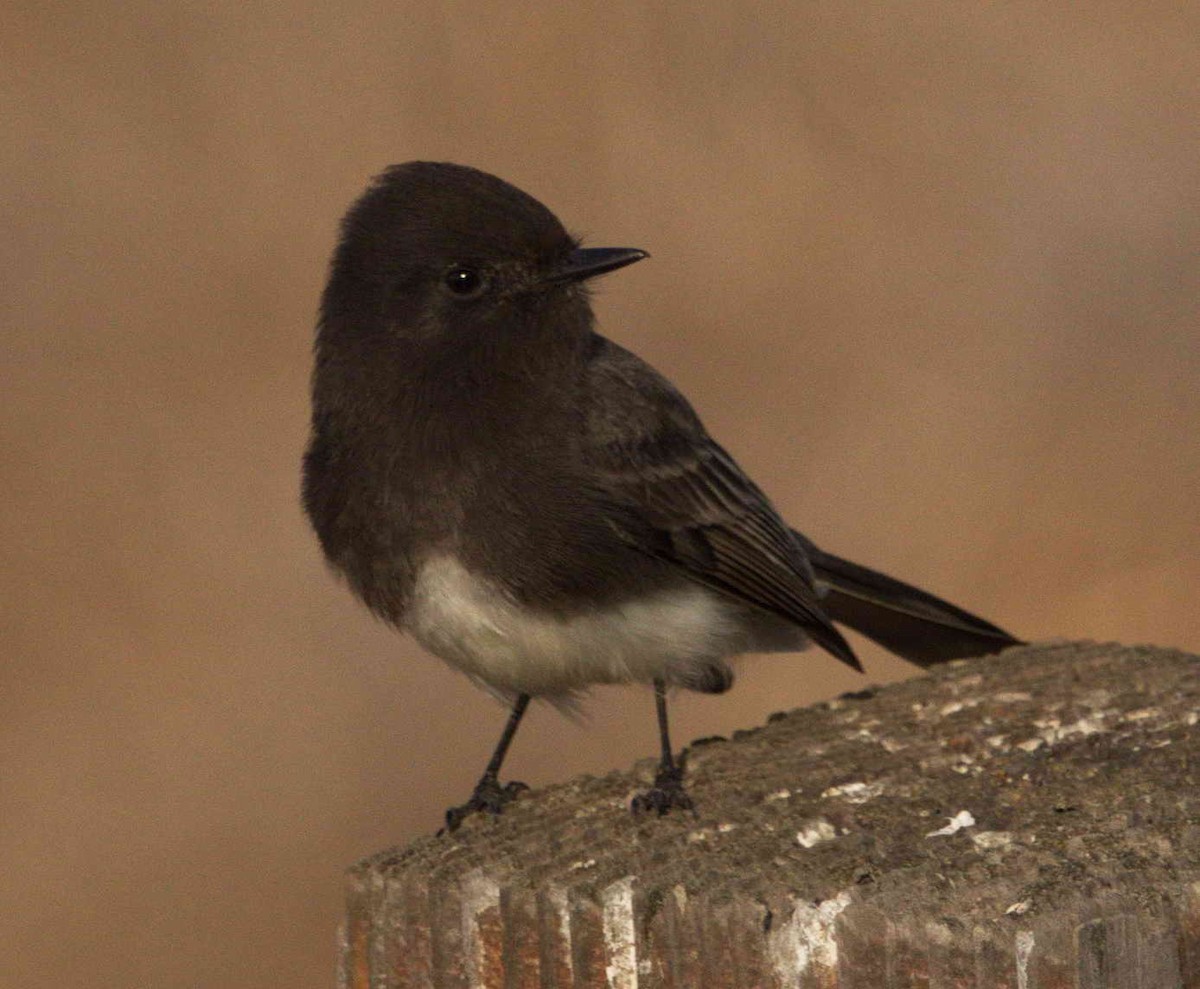 Black Phoebe - ML77119791