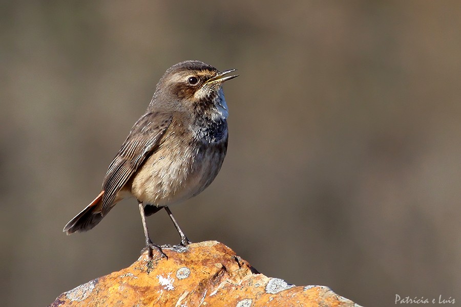 Bluethroat - ML77121001