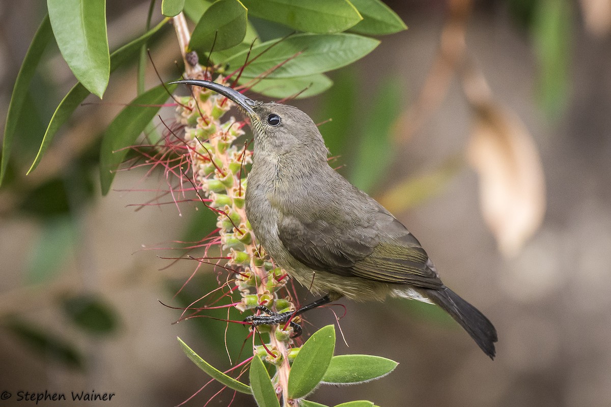 Greater Double-collared Sunbird - ML77123541