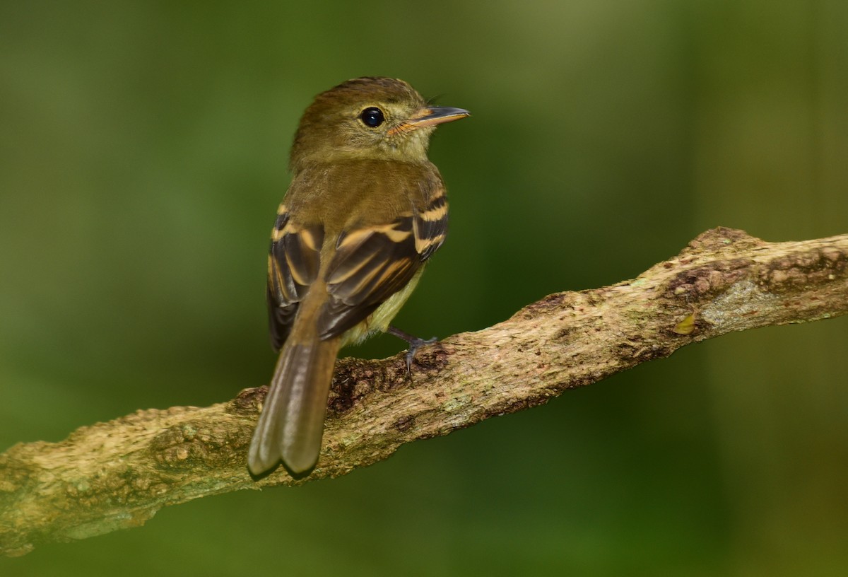 Euler's Flycatcher - ML77123841