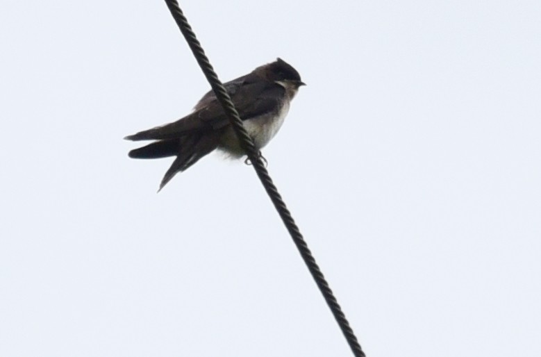 White-thighed Swallow - Luiz Moschini