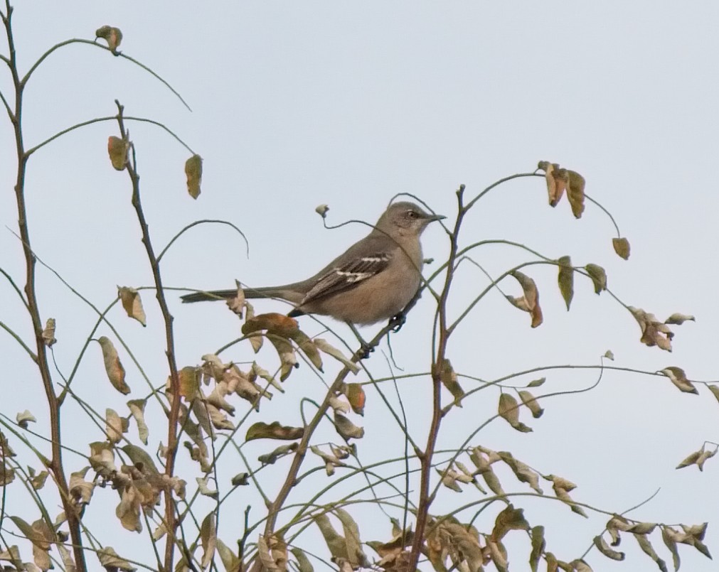 Northern Mockingbird - ML77125971