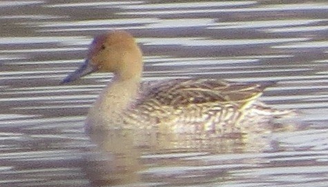 Northern Pintail - Tom Schmidt