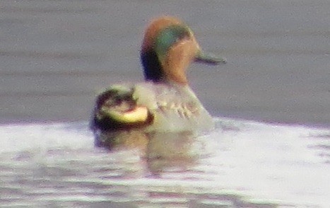 Green-winged Teal - ML77126081