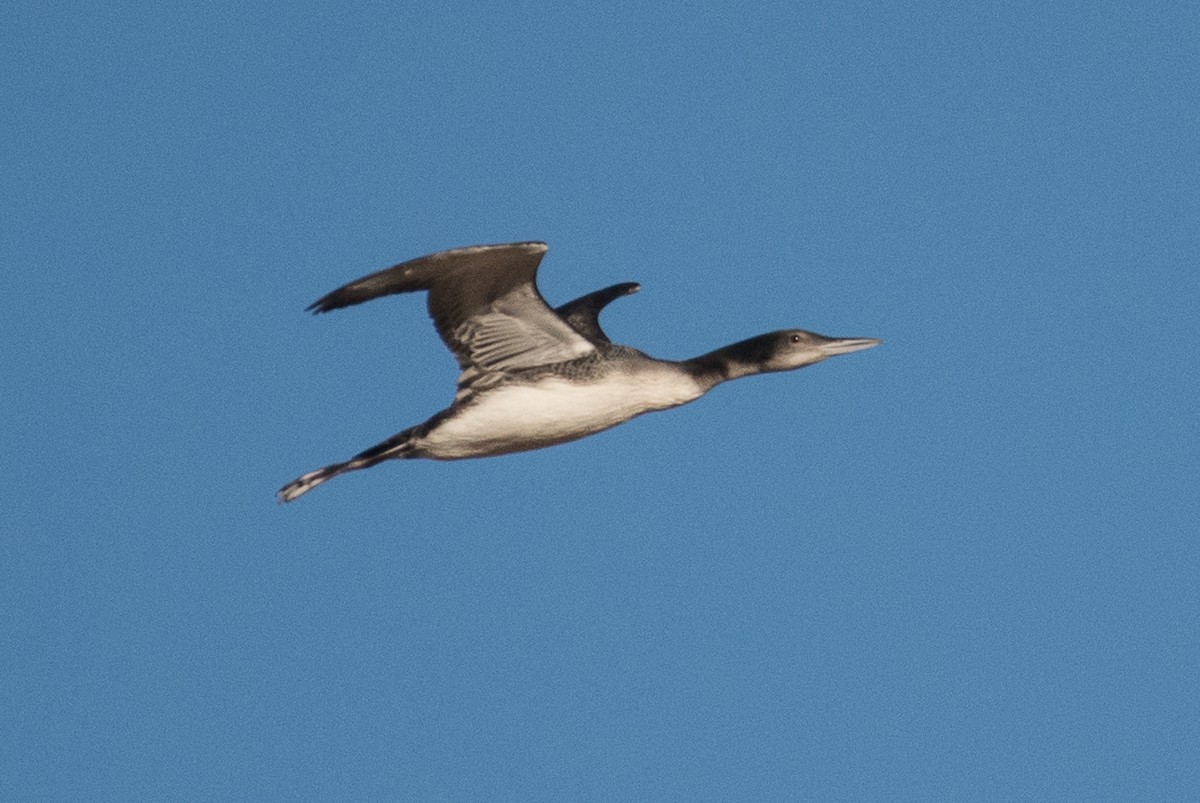 Common Loon - ML77126271