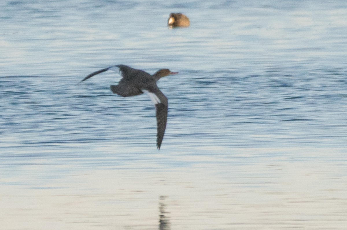 Red-breasted Merganser - ML77126321