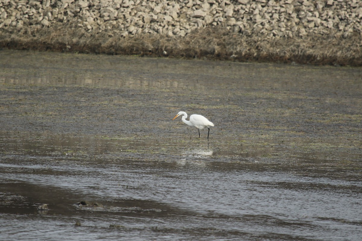 Great Egret - ML77126571