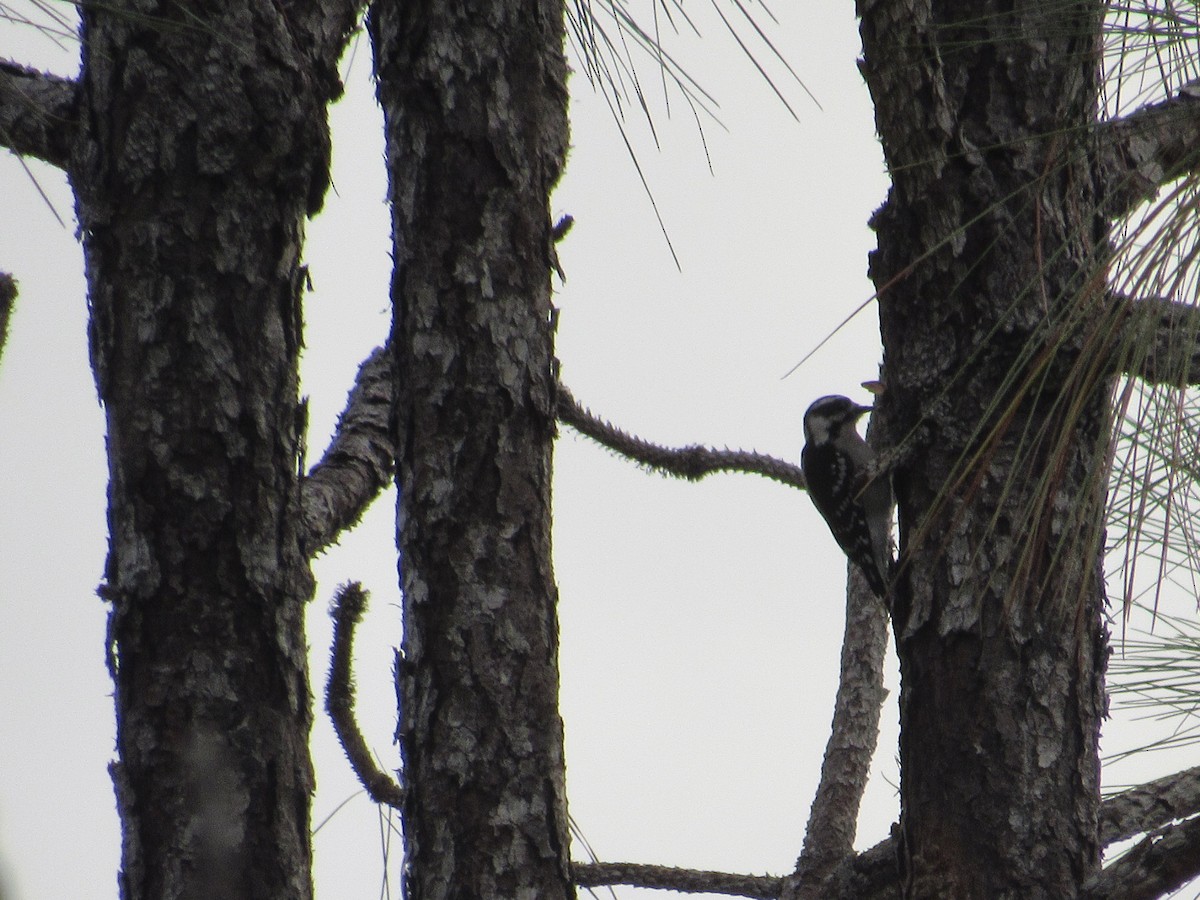 Downy Woodpecker - ML77130261